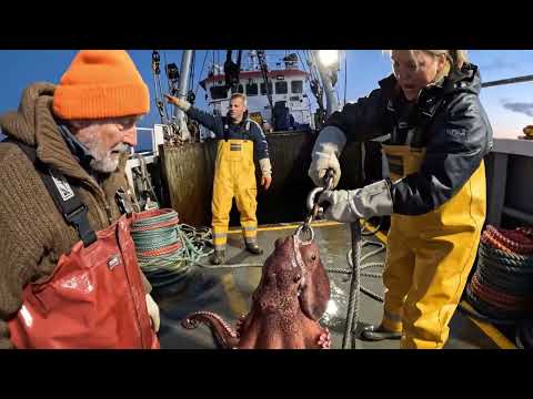 The 5000-Kilogram Deep Sea Monster – Giant Octopus Hunting Expedition
