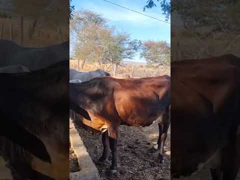 Fazenda itaetê Angical Bahia