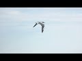 is wind energy renewable - Image 4