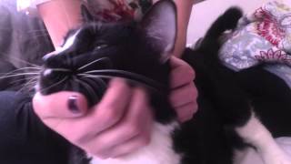 ANSWERING MACHINE- THE REPLACEMENTS