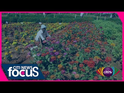 download lagu mp3 mp4 Flower Delivery Service In Ghana, download lagu Flower Delivery Service In Ghana gratis, unduh video klip Flower Delivery Service In Ghana
