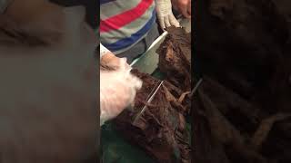 Dr Hossam / Female Sagittal section