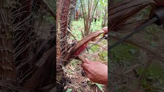 Download lagu waktu ygtepat melakukan pemgawinan✅️🙈 #fypviral #petanisalak mp3