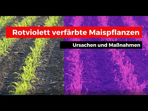 Rotvioletter Mais: Wie krank ist mein Mais wirklich?