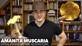 Amanita Muscaria (Legal Psychoactive Mushrooms)