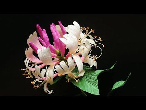 ABC TV | How To Make Honeysuckle Paper Flower From Crepe Paper - Craft Tutorial