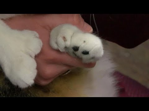 Minnesota feline ties World Record for most toes on cat