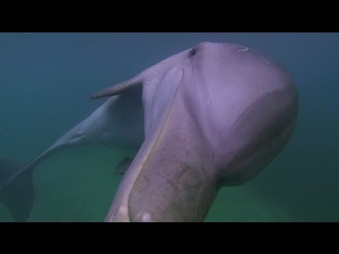 SECRET LIFE OF DOLPHINS UNCOVERED BY PODCAM - BBC NEWS