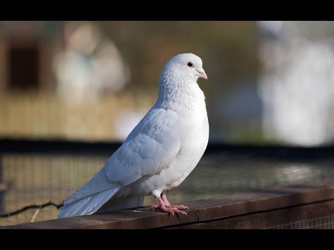 TPM Tamil Song No. 485 - Yesuve Enthan Kirubasanapathiye....