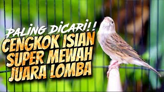 Download lagu AMPUH BIKIN CENGKOK ISIAN MEWAH JAWARA LOMBA! MASTERAN KENARI ISIAN BLACKTHROAT GACOR DURASI PANJANG mp3 Download lagu AMPUH BIKIN CENGKOK ISIAN MEWAH JAWARA LOMBA! MASTERAN KENARI ISIAN BLACKTHROAT GACOR DURASI PANJANG mp3