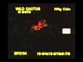 Wild Cactus