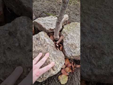 🌱 Pflanzen mit 🪨 Steinen vorm Scharren der Hühner schützen