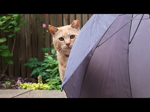비 오는 날을 좋아하는 고양이