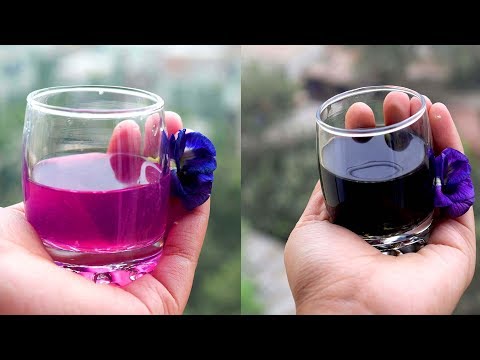 download lagu mp3 mp4 Blue Butterfly Pea Flower Tea, download lagu Blue Butterfly Pea Flower Tea gratis, unduh video klip Blue Butterfly Pea Flower Tea