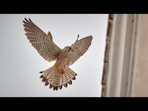 Turmfalken Beilngries - Das war los...in KW 17+18 / 2021