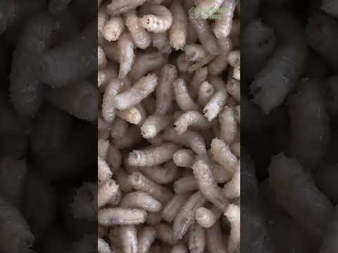 5 Animals with the Shortest Lifespans