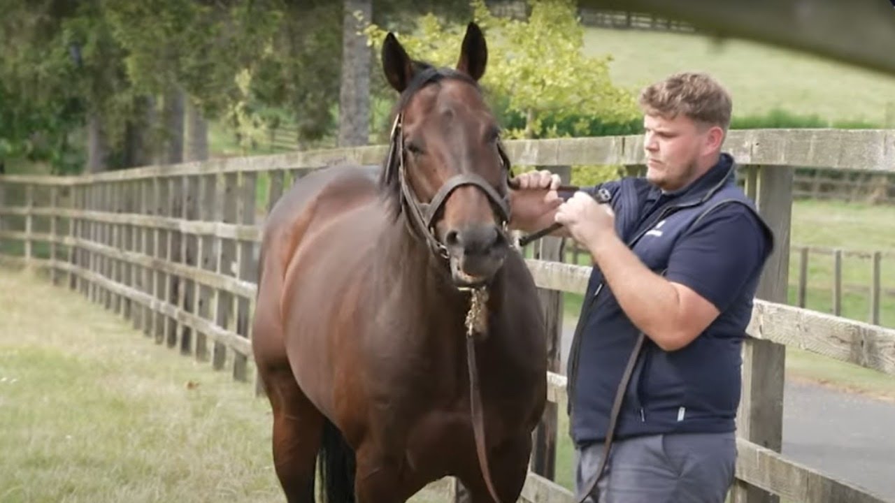 Baaeed at Shadwell Stud and following a trainer at the sales | This Racing Life