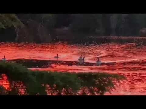 Geese frolicking in the sunset