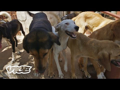 Τα Αδέσποτα Είναι τα «Αθέατα Θύματα» της Κρίσης στην Ελλάδα