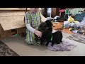 Havapoo dogs for sale: Shadow - Video 1