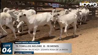 LOTE 4