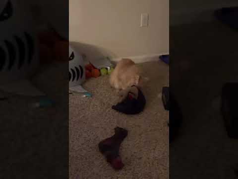 Cat loves rolling in dirty laundry