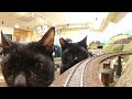 Do You Still Want To Take This Train