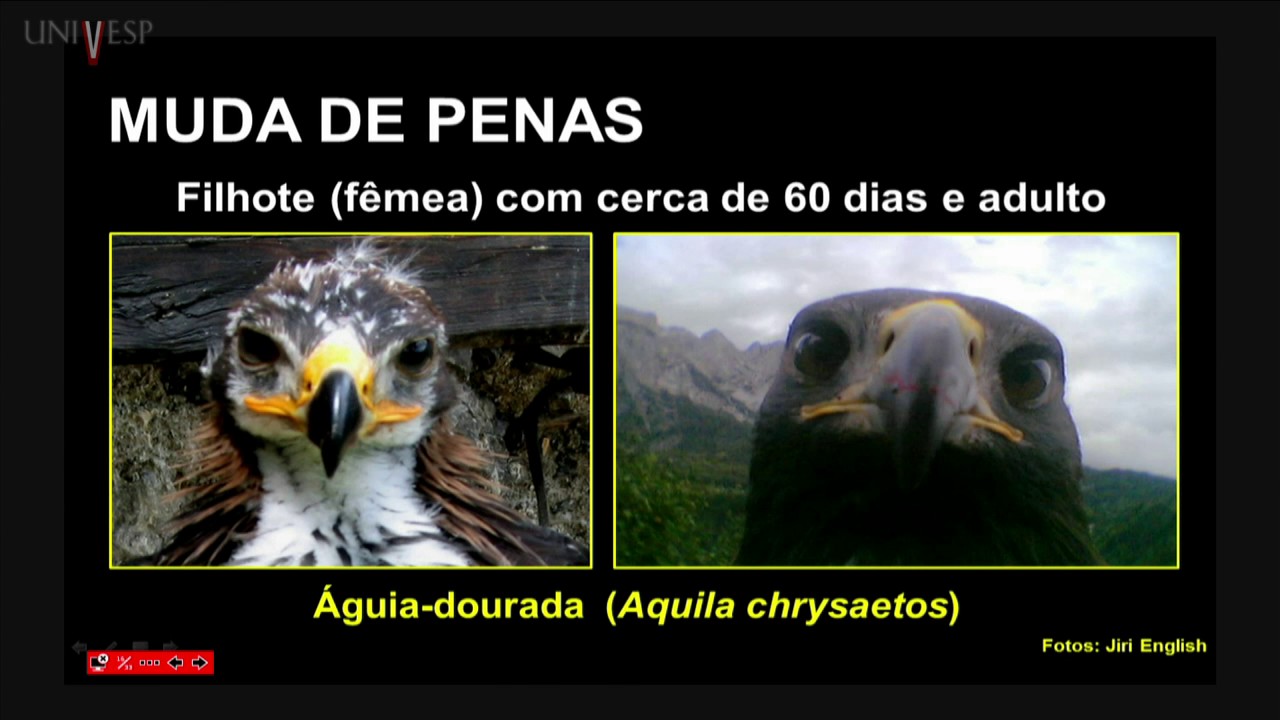 Zoologia dos Vertebrados – Aula 13 – Aves