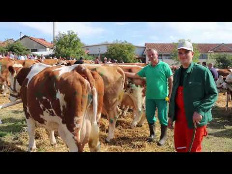 Ko je šampion? Izložba krava simentalske rase u Lajkovcu