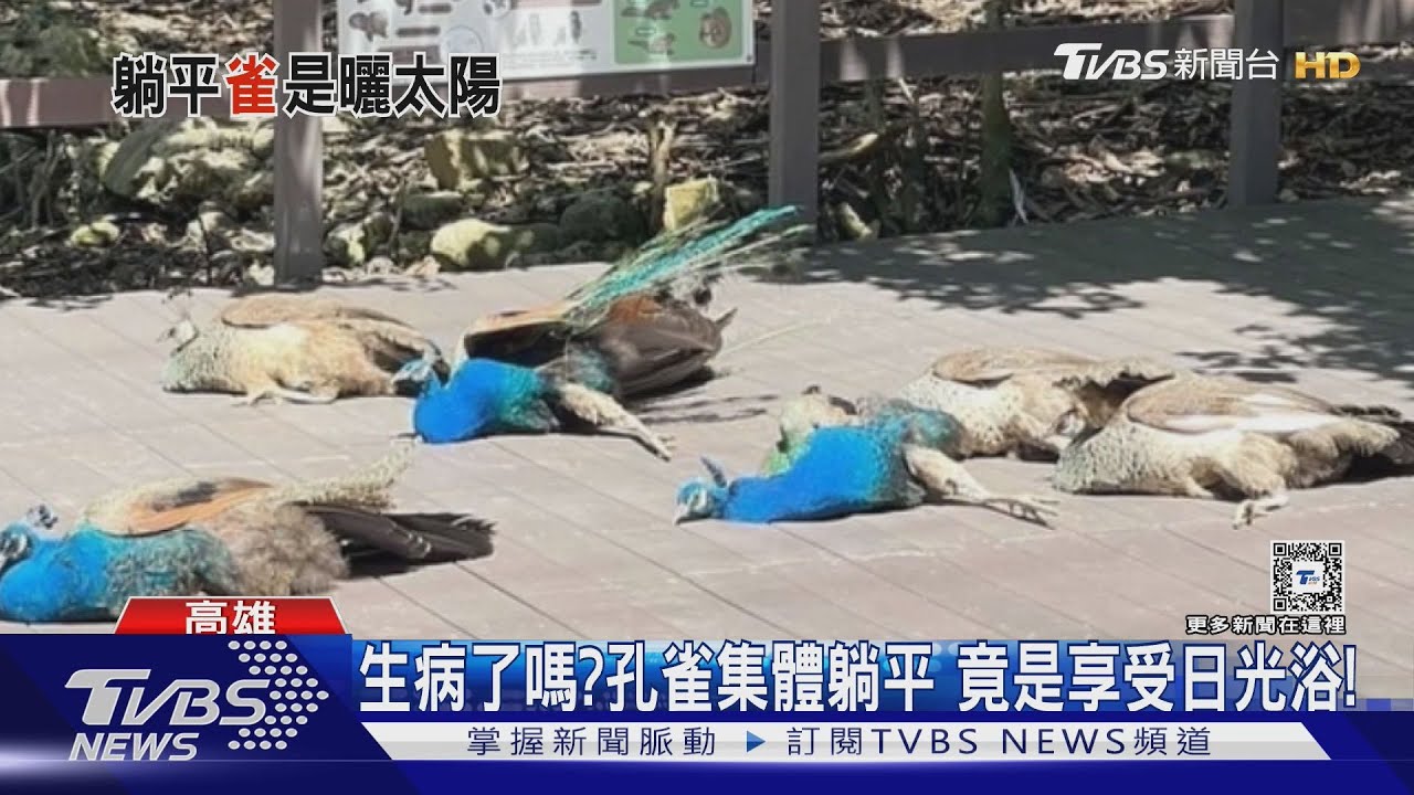 笑翻!壽山動物園孔雀集體躺平…嚇壞遊客 結局超萌