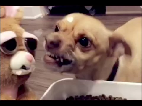 download lagu mp3 mp4 Feisty Girl Dog Names, download lagu Feisty Girl Dog Names gratis, unduh video klip Feisty Girl Dog Names