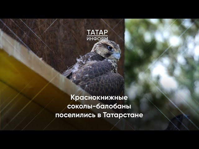 Краснокнижные соколы-балобаны поселились в Татарстане