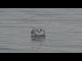 A Young Herring Gull Floats In West Bay Traverse City Michigan