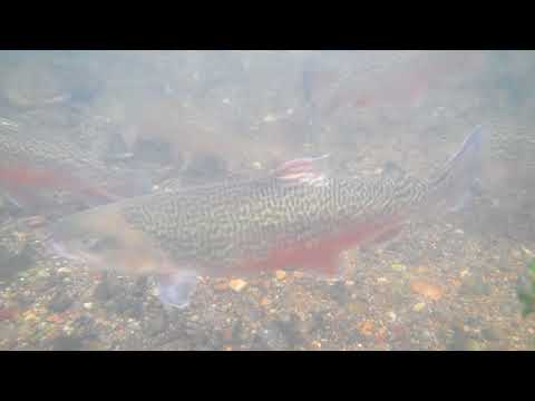 Kildeørred og tigerørred / Saibling und Tigerforelle / Brook trout and Tiger trout