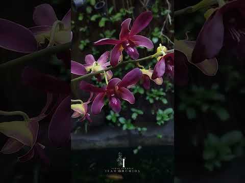Anggrek Dendrobium Michiko X Mangosteen | A beautiful orchid❤️ #shorts #flowers #orchid #nature