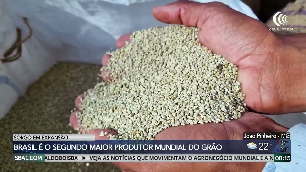 Brasil tem grande potencial de expandir produção de sorgo e se tornar principal produtor mundial