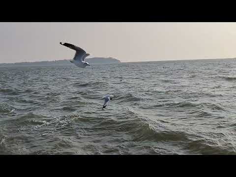 Miramar#beach #goa #panjim