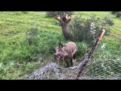 Cinghiale aggressivo