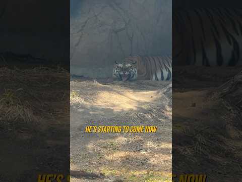 MEETING THE DEADLIEST TIGER IN THE WORLD 🤯