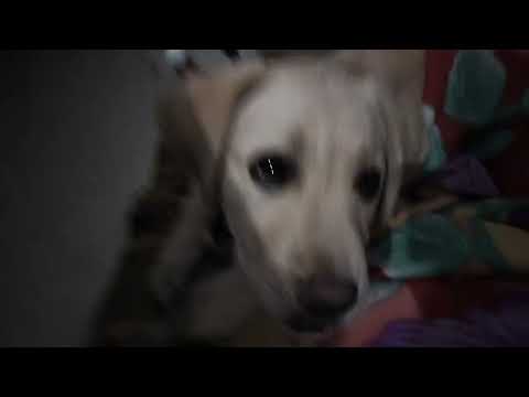 Jimmy ke masti ❤️ like and subscribe and share share 