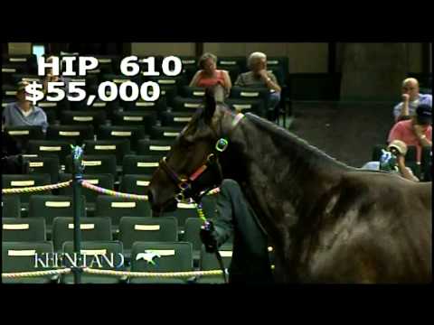 2012 September Yearling Sale - No Nay Never Hip 610