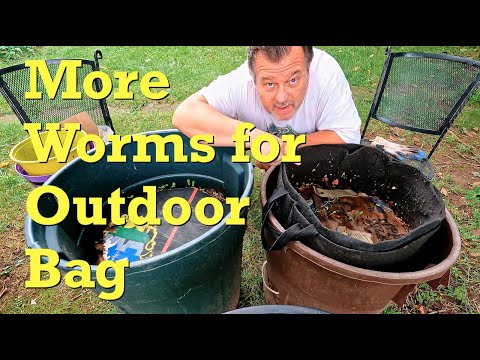 Outdoor worm bag fed & its population increased, again - vermicompost