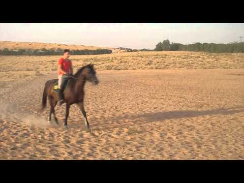 Meerab Athbah dressage & jumping