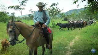 Llano Y Nostalgia Lyrics English Translation