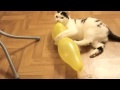 прикол над котом:любимый шарик))) 