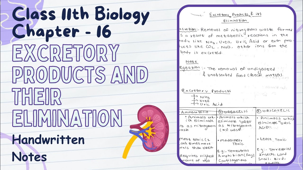 Excretory Products and Their Elimination - Notes PDF || Class 11th Biology Ch 16 Handwritten Notes
