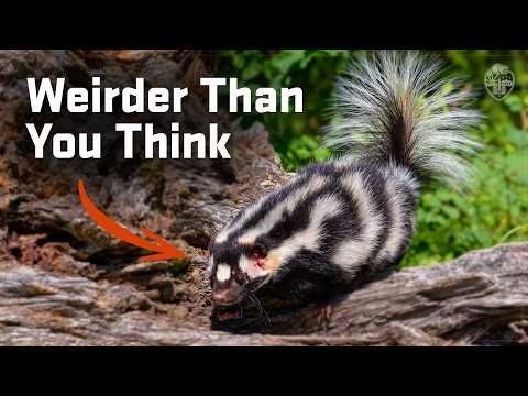 Why We Need More Skunks