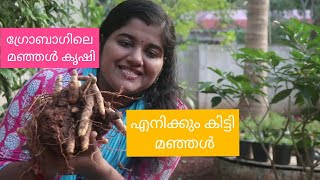 #മഞ്ഞൾ വീടുകളിൽ കൃഷി ചെയ്യാം ! How to Grow Turmeric In Grow Bags ! Tumeric Cultivation.