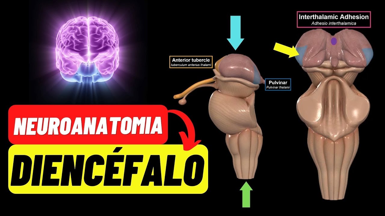💥Diencéfalo: Neuroanatomia Completa (Tálamo, Epitálamo, Subtálamo, Metatálamo, Hipotálamo)