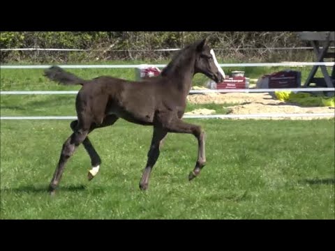 *2021 Stute von Bernay - San Amour SOLD!!!